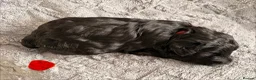 Miniature Schnauzer dogs for sale: Chunky, stunning litter of miniature schnauzers  - Advert 8