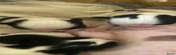 Japanese Chin dogs for sale: Stunning Japanese chin puppies  - Advert 5