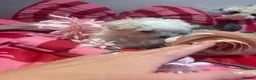 Maltipoo dogs for sale: F1 stunning Asian Maltipoo cream tiny puppies  - Advert 27