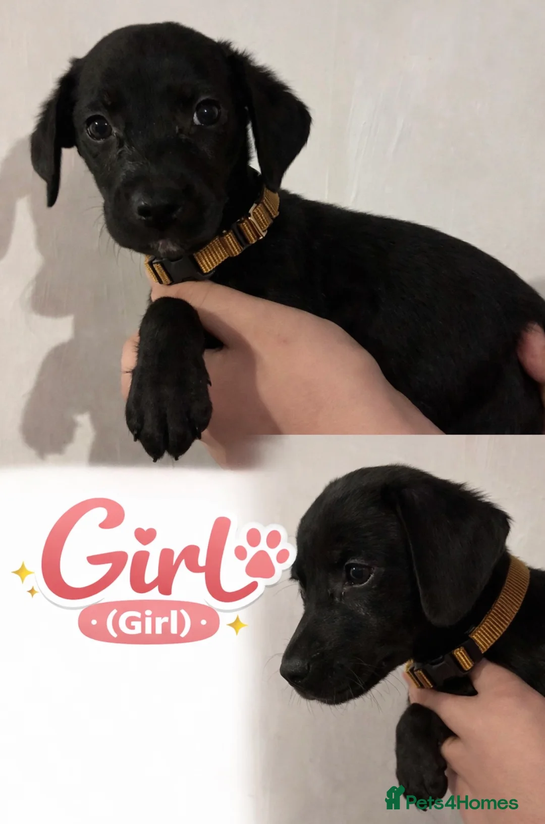 Mixed Breed dogs for sale: Family raised collie x Labrador puppy’s  - Advert 1