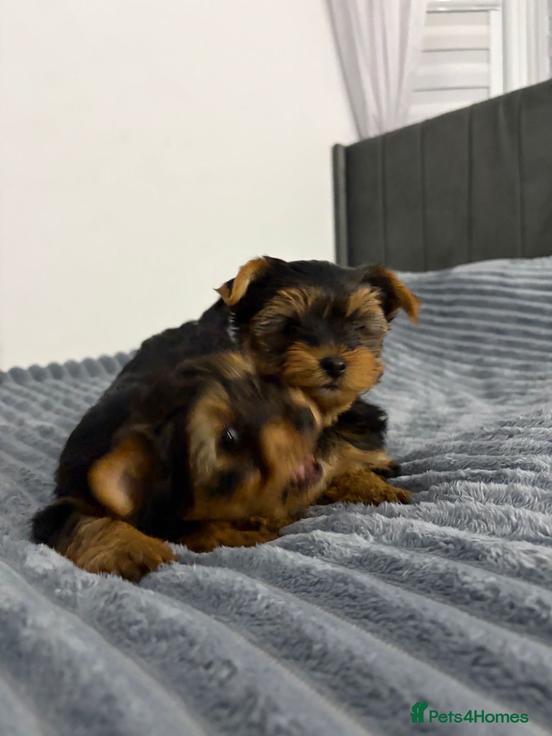 Yorkshire Terrier dogs for sale: Beautiful Yorkshire terrier Boys ready now 😻 - Advert 9