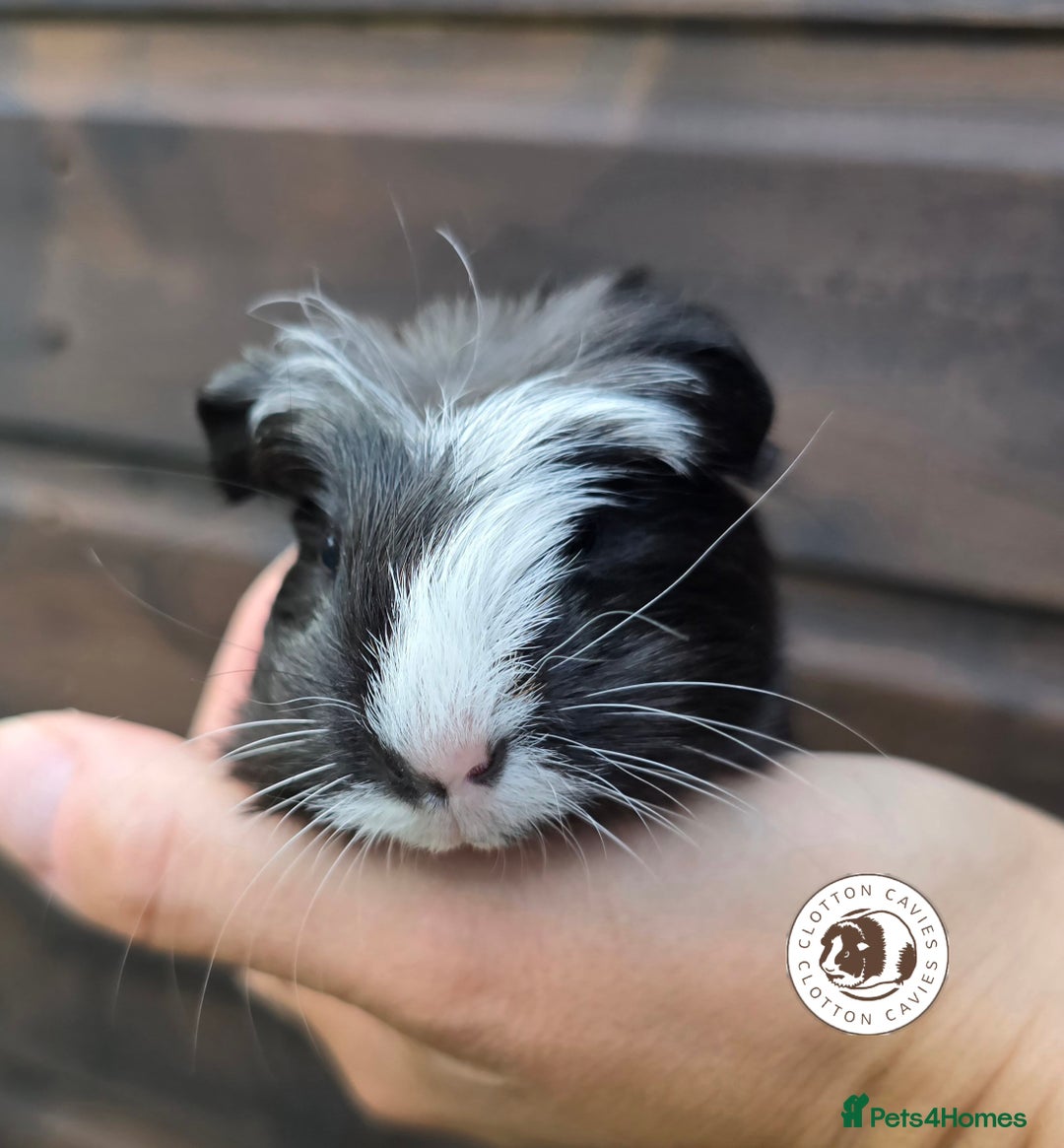 Guinea Pig rodents for sale: Gorgeous baby Guinea Pigs for sale  - Image 4