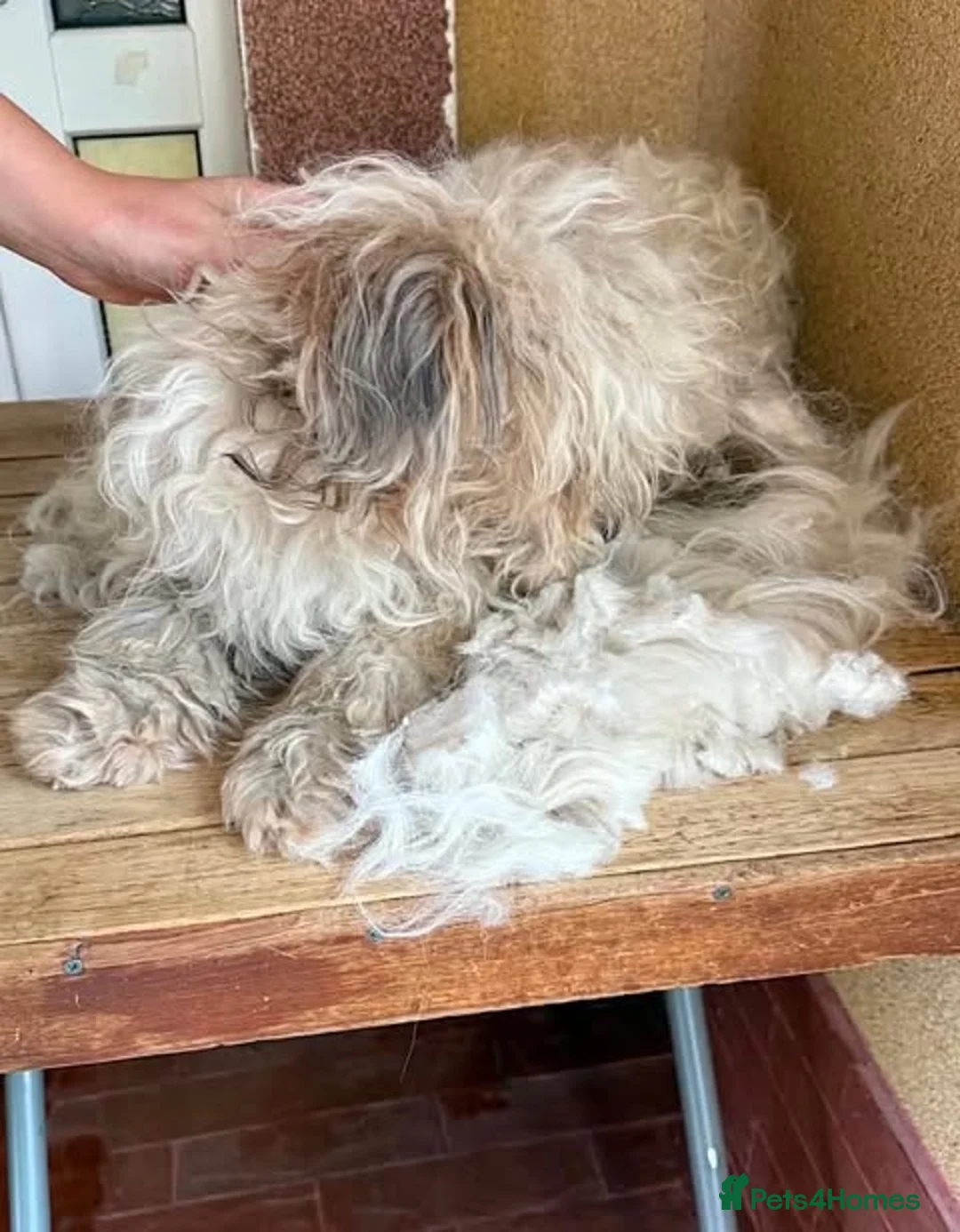 Mixed Breed dogs for adoption: Riley — 1.5‑Year‑Old Small Mixed Breed  - Advert 3