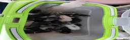 Rat rodents for sale: 2 white female dumbos mix of topeard and simise - Advert 34