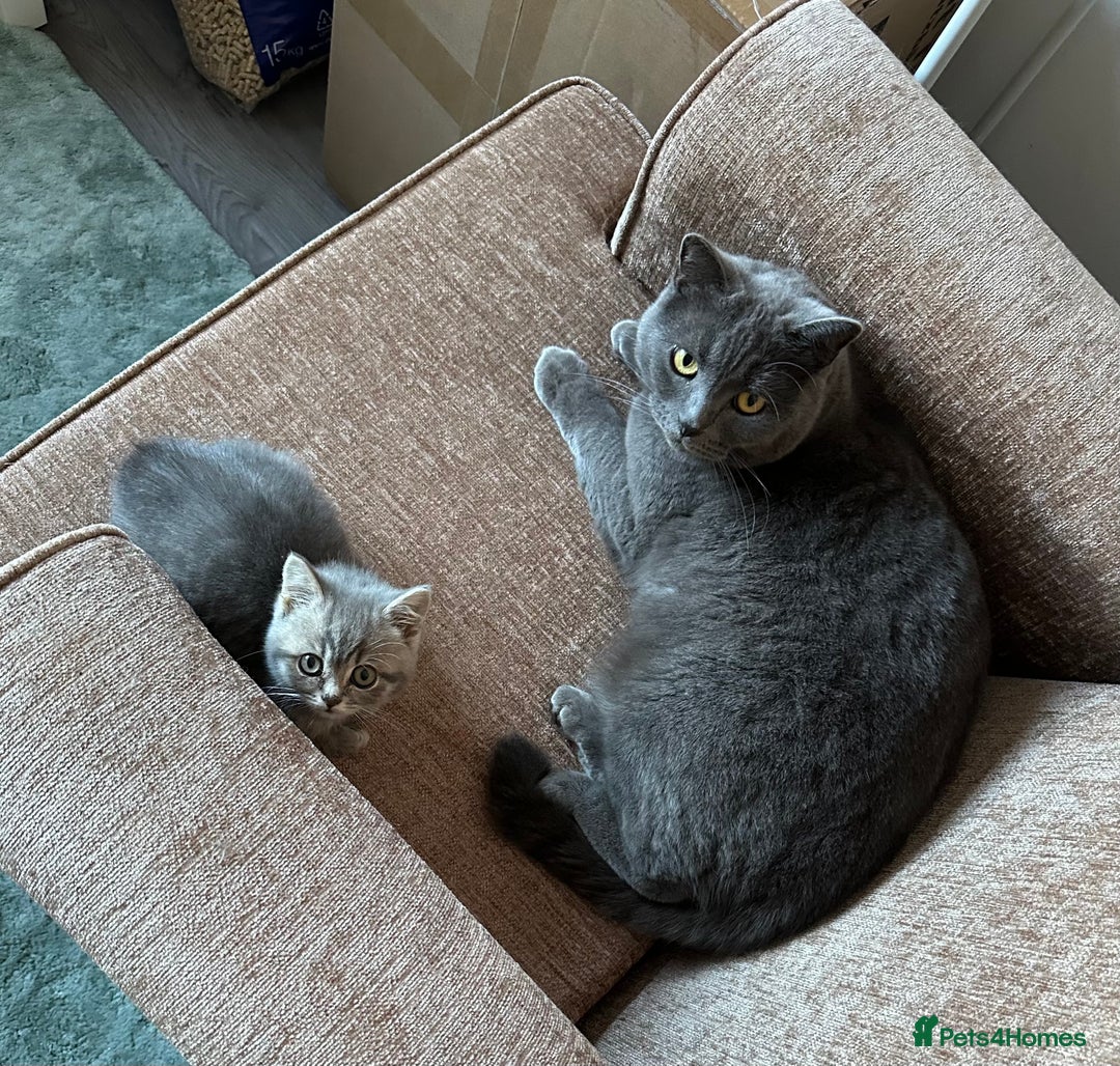 British Shorthair cats for sale: Female kitten - Advert 5
