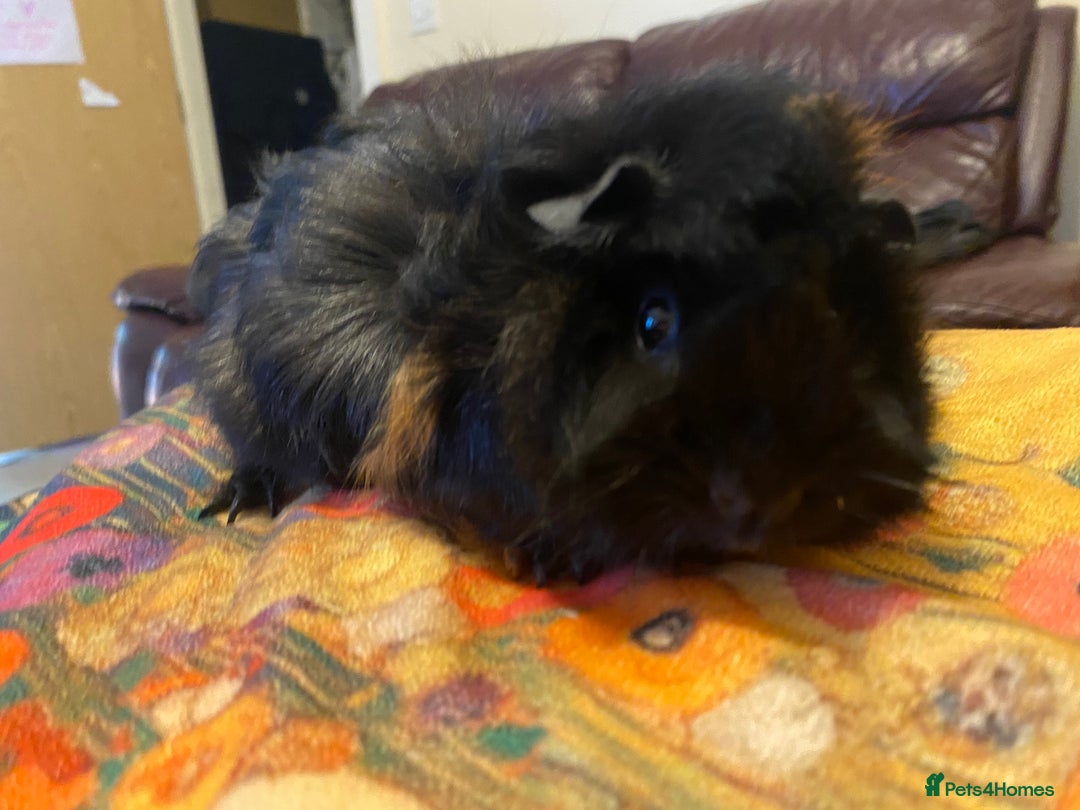 Guinea Pig rodents for sale: Female guinea pigs - Advert 2