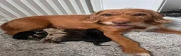Mixed Breed dogs for sale: 2 Male F1b Beaglepoo - Advert 2