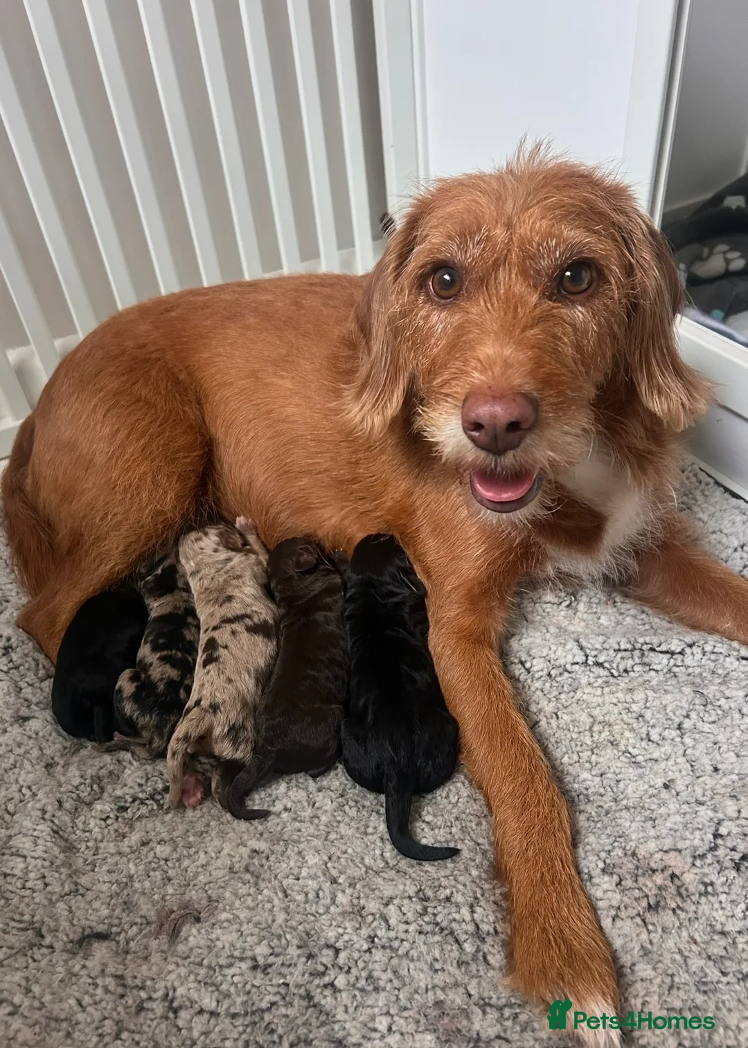 Mixed Breed dogs for sale: 2 Male F1b Beaglepoo - Advert 2