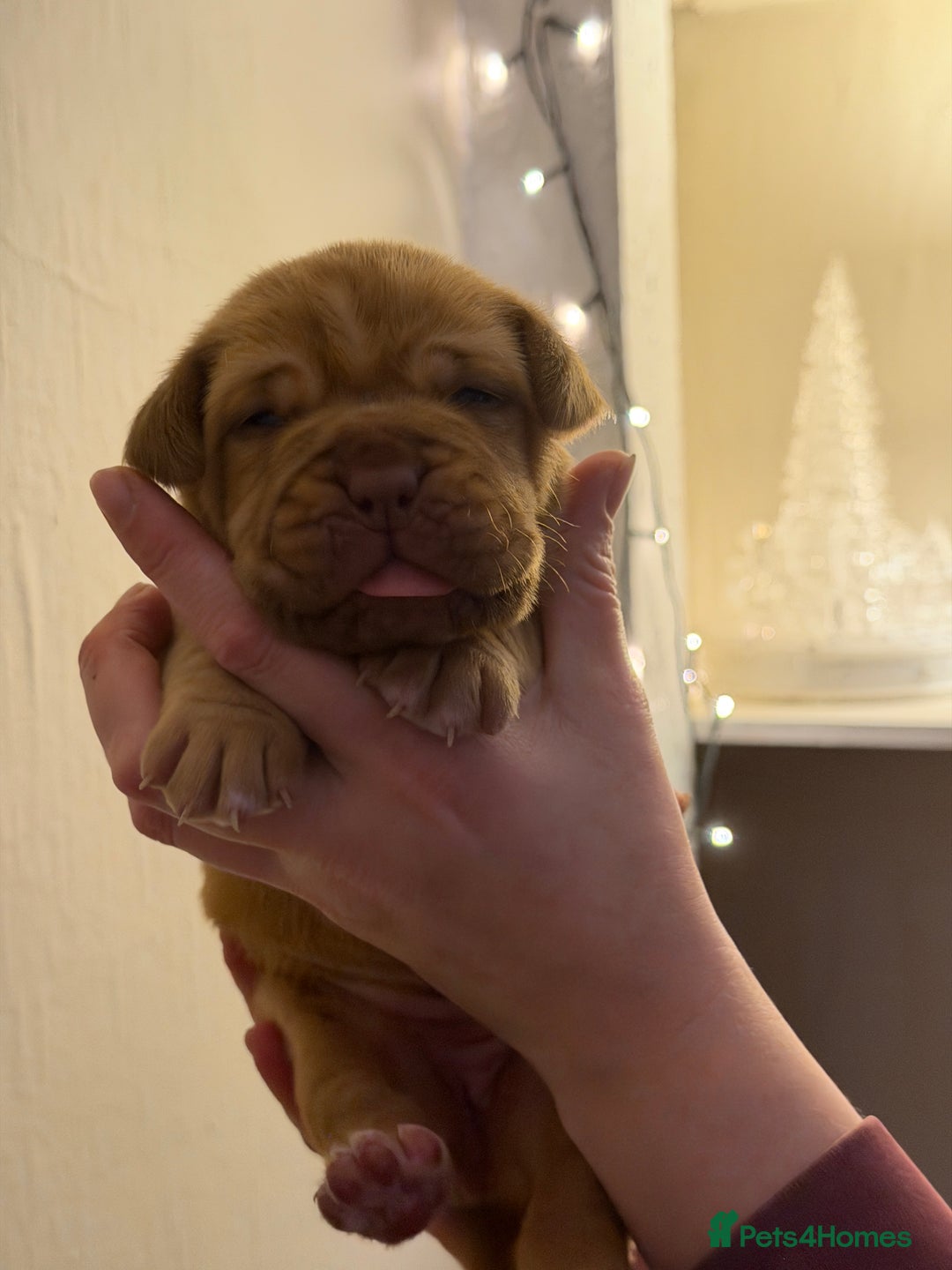Dogue De Bordeaux dogs for sale: Beautiful Dogue De Bordeaux Puppies - Advert 15