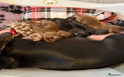Miniature Dachshund dogs for sale: 7 beautiful miniature dachshund puppies for sale - Image 18