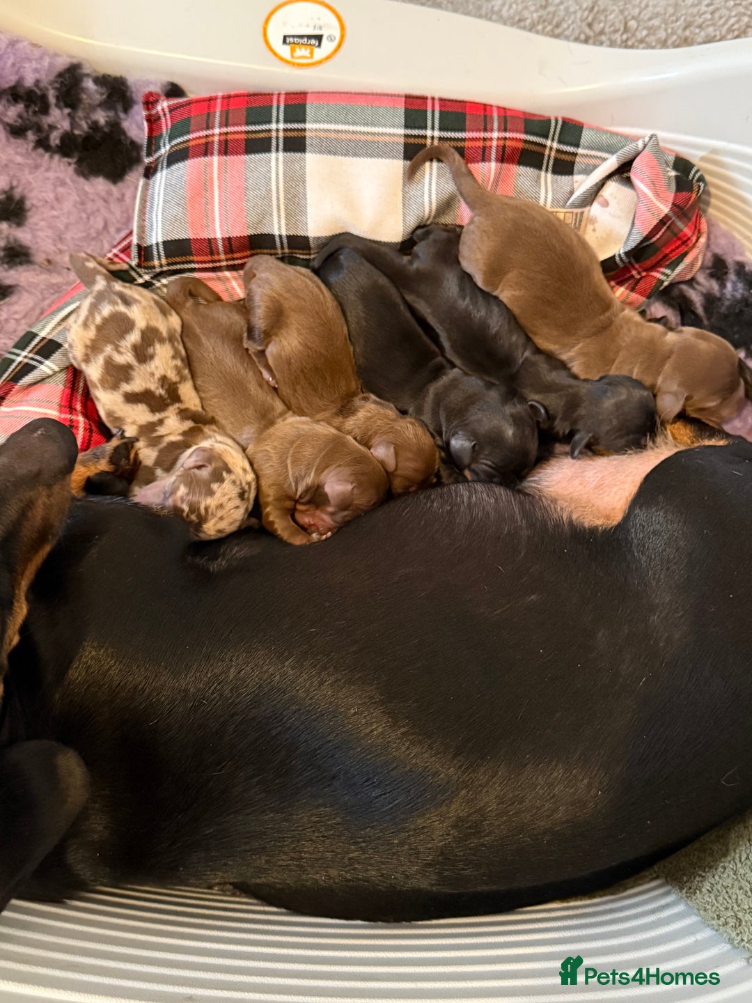 Miniature Dachshund dogs for sale: 7 beautiful miniature dachshund puppies for sale - Image 18