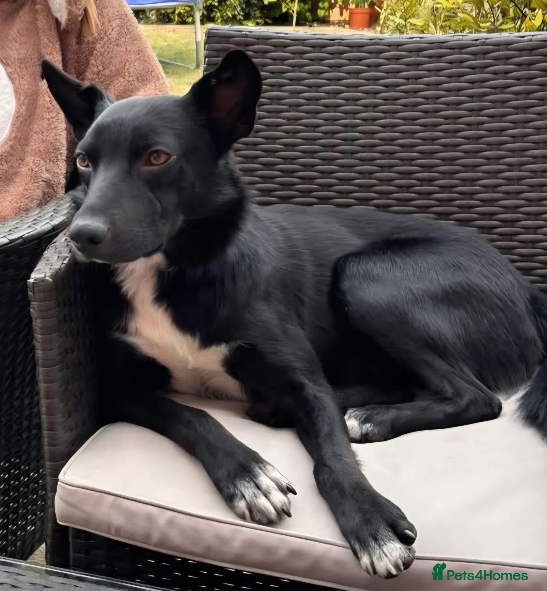 Mixed Breed dogs 2 year old beautiful Border Collie - Advert 2