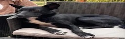 Mixed Breed dogs for sale: 2 year old beautiful Border Collie in Evesham - Advert 1