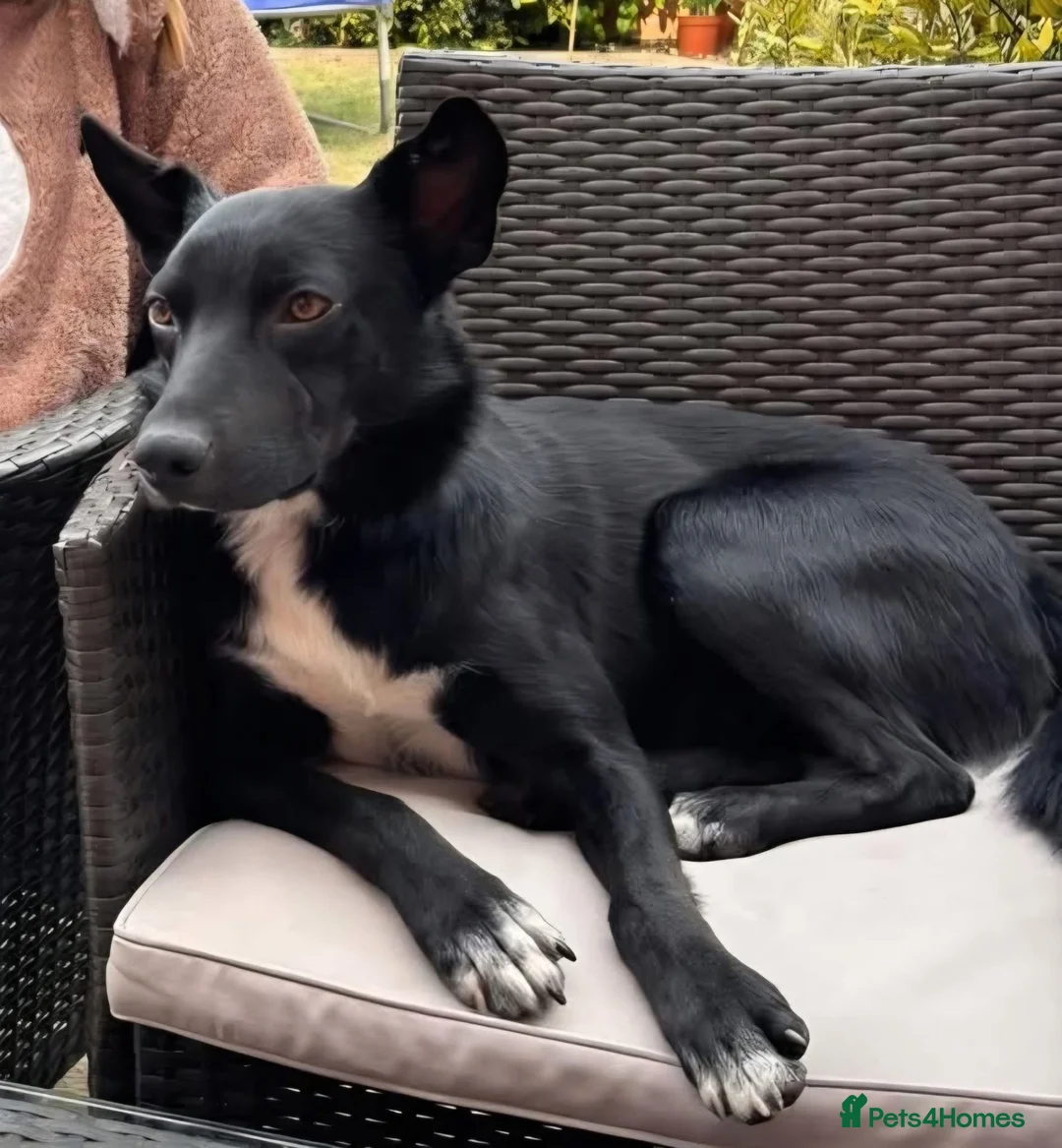 Mixed Breed dogs for sale: 2 year old beautiful Border Collie in Evesham - Advert 1