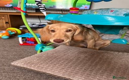 Sprocker dogs for sale: Sprocker spaniel 5 months old  - Image 3