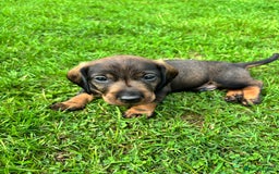 Dachshund dogs for sale: Wirehaired dachshund (Teckel) puppies - Image 6