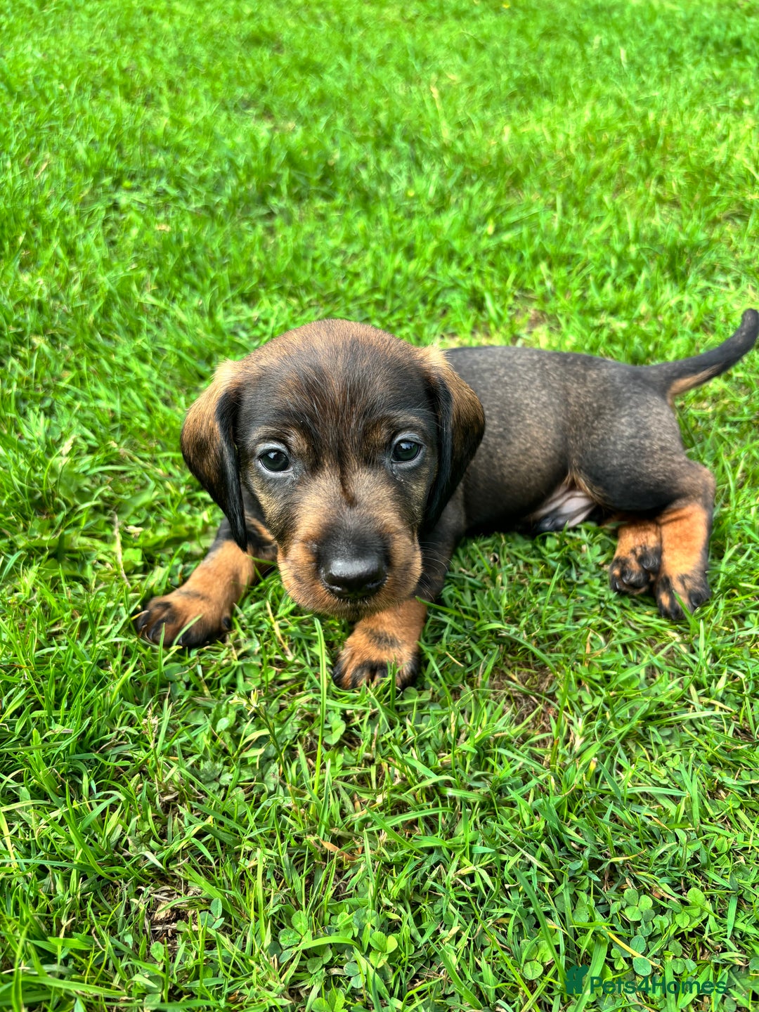 Dachshund dogs for sale: Wirehaired dachshund (Teckel) puppies - Image 6