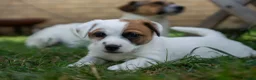 Jack Russell dogs for sale: Jack Russel puppies in Hull - Advert 6