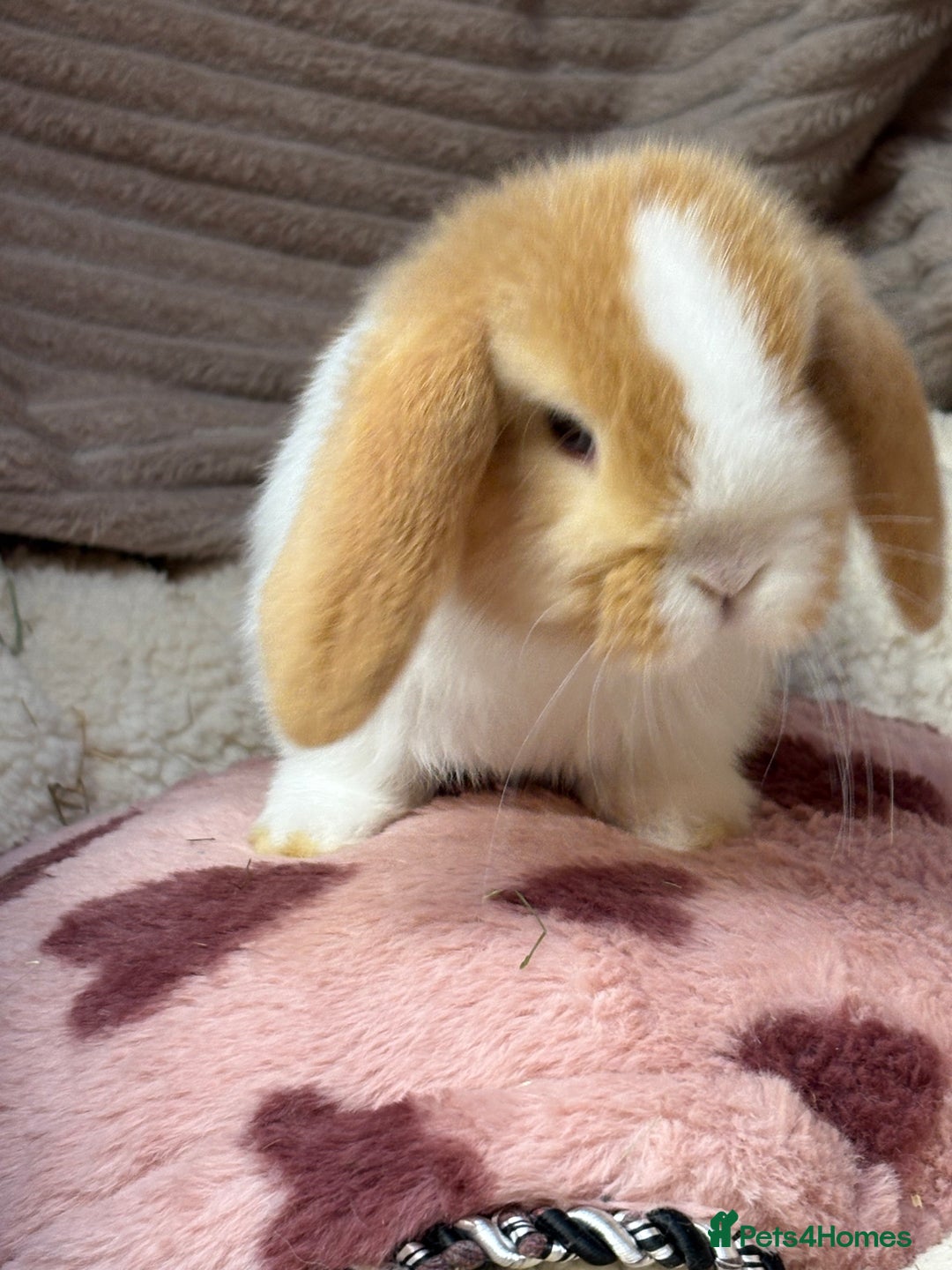 Mini Lop rabbits for sale: Gorgeous mini lops (show lines) vaccinated  - Advert 3