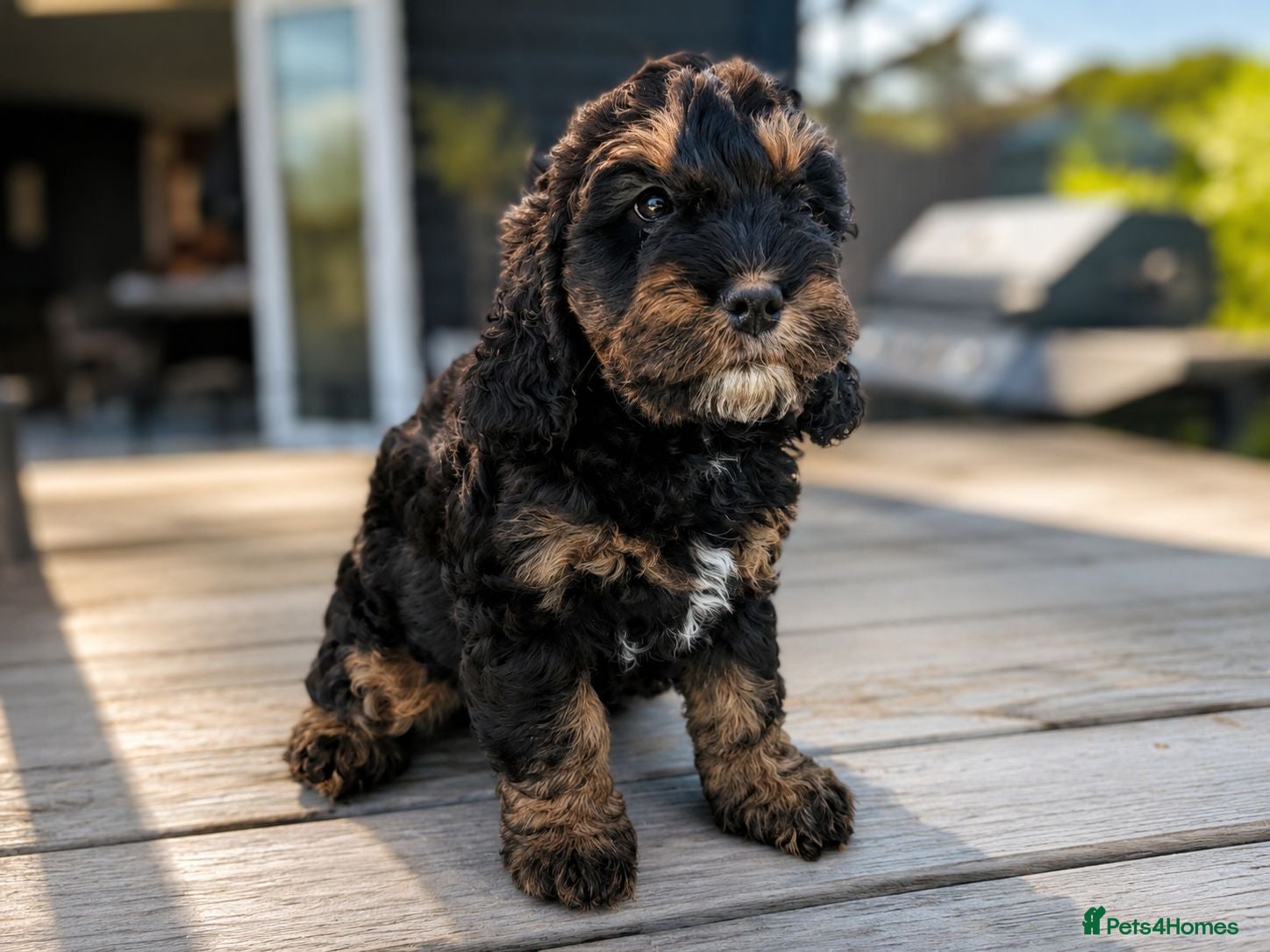 Cockapoo dogs Vaccinated, HC&MC Gorgeous F1 Cockapoo pups 2 LEFT - Advert 2
