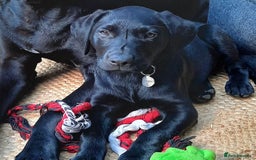 Labrador Retriever dogs for stud: Proven, KC Reg, fully health tested Labrador stud - Image 15