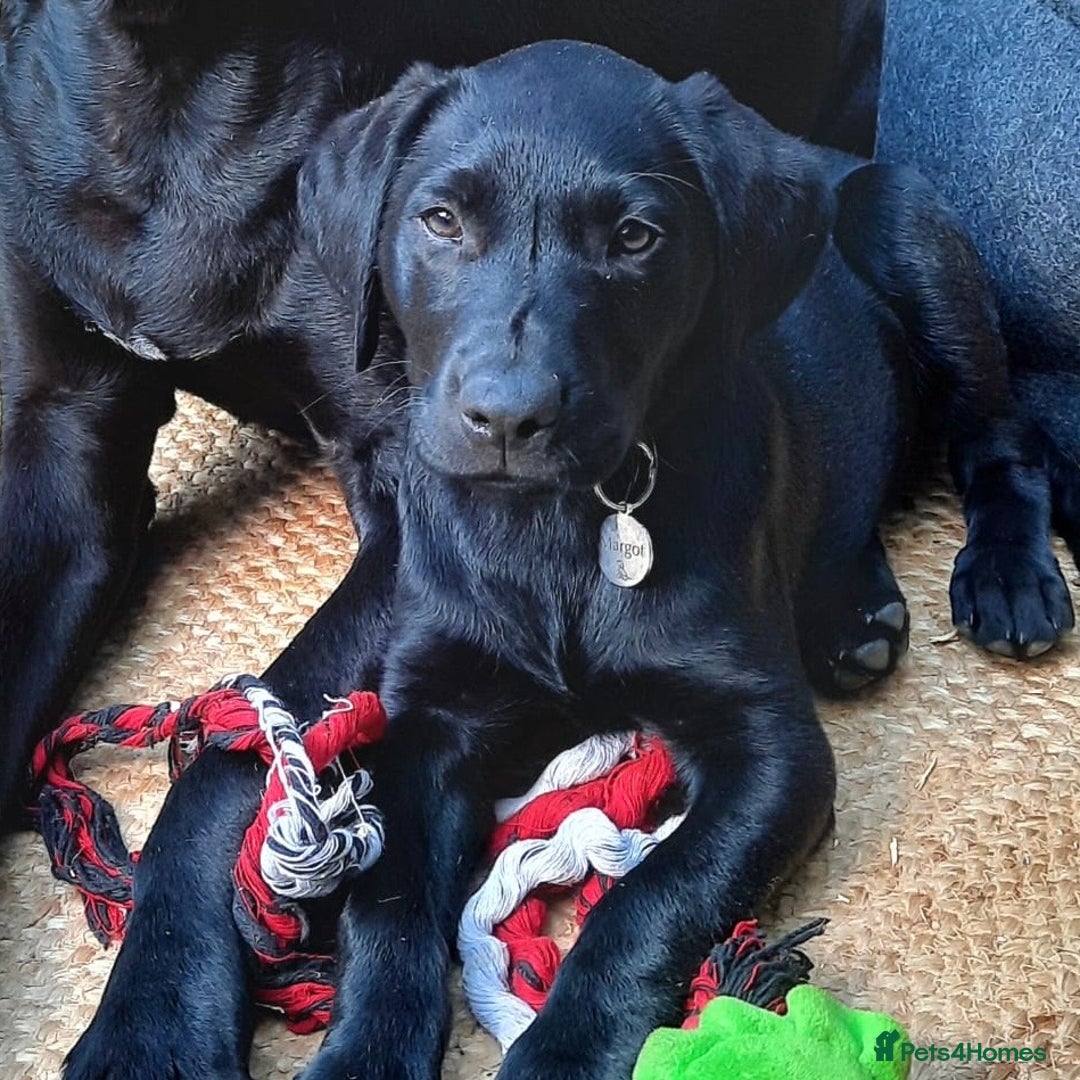 Labrador Retriever dogs for stud: Proven, KC Reg, fully health tested Labrador stud - Image 15