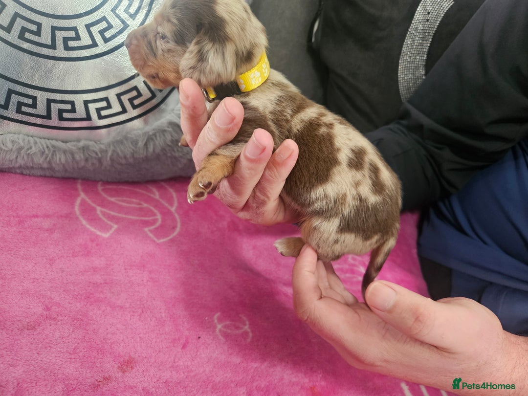 Miniature Dachshund dogs for sale: Miniature dashunds  - Image 18
