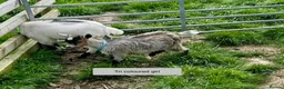 Goats livestock for sale: Pygmy Goat kids. - Advert 2