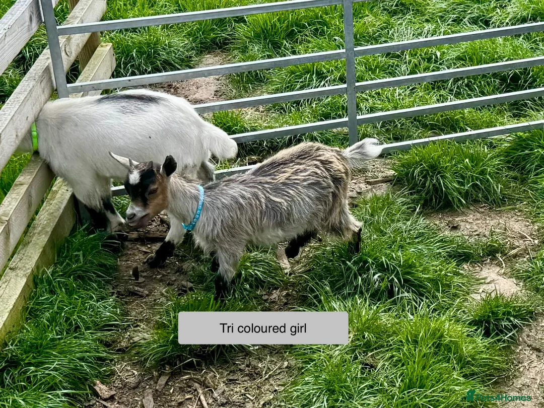 Goats livestock for sale: Pygmy Goat kids. - Advert 2