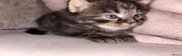 Mixed Breed cats for sale: Beautiful Kittens for sale half grey BSH - Advert 6