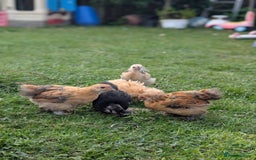 Mixed Breed livestock for sale: pekin bantam, silver L.Wyandotte chicks/growers  - Image 4