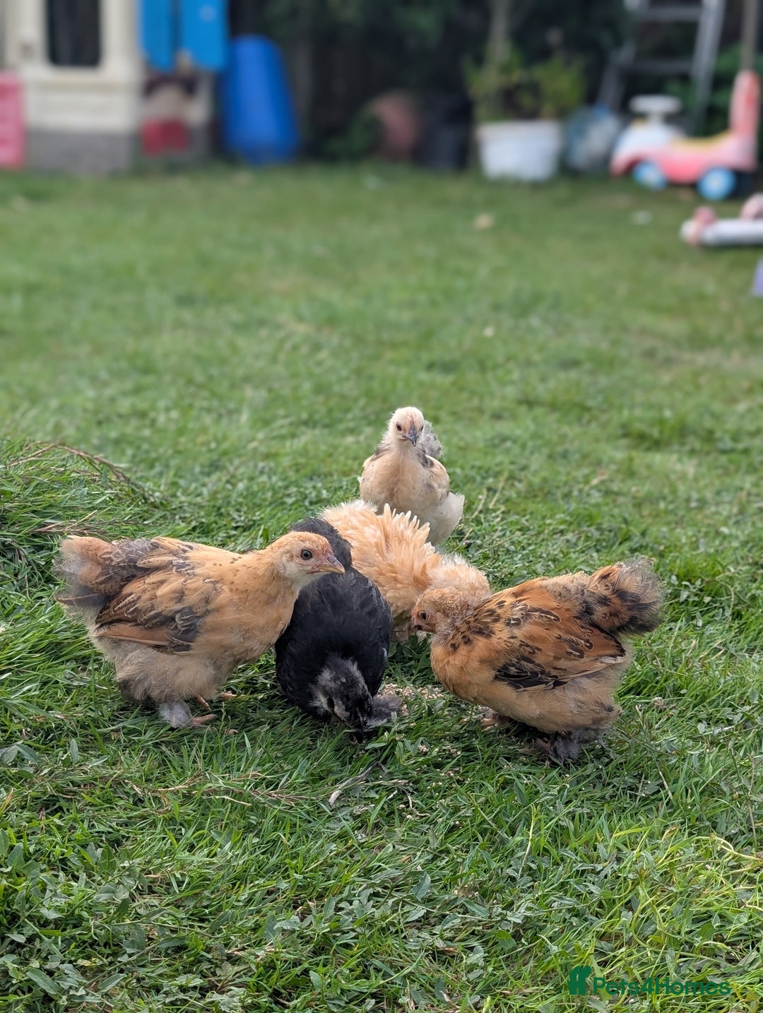 Mixed Breed livestock for sale: pekin bantam, silver L.Wyandotte chicks/growers  - Image 4
