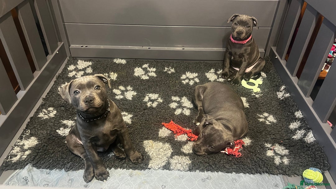 Staffordshire Bull Terrier dogs for sale: Blue Staffordshire Bull Terrier KC Registered  - Advert 20