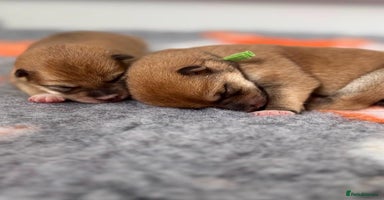 Japanese Shiba Inu dogs - Advert 13