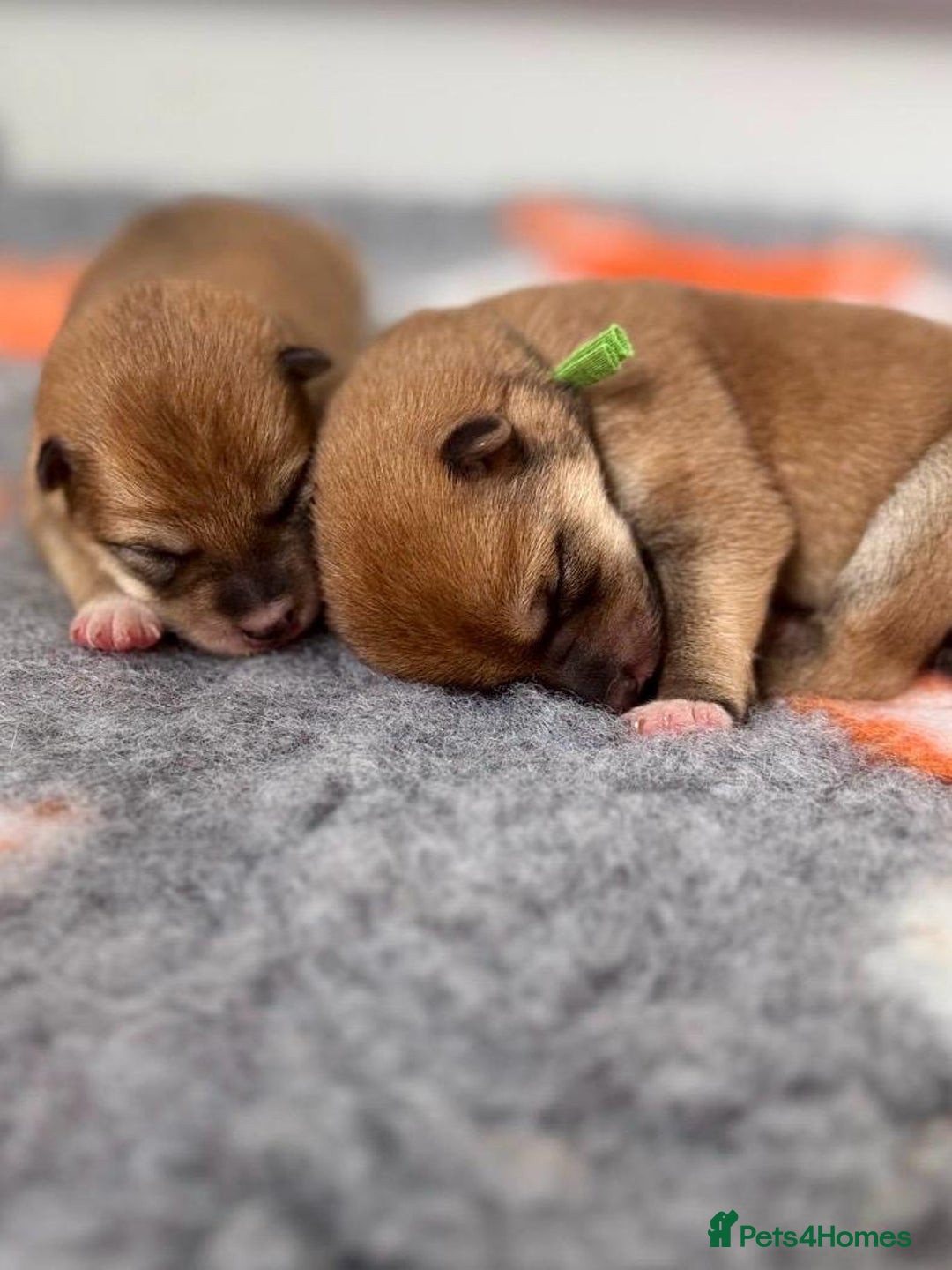 Japanese Shiba Inu dogs for sale: Outstanding Shiba Inu Puppies - Image 3