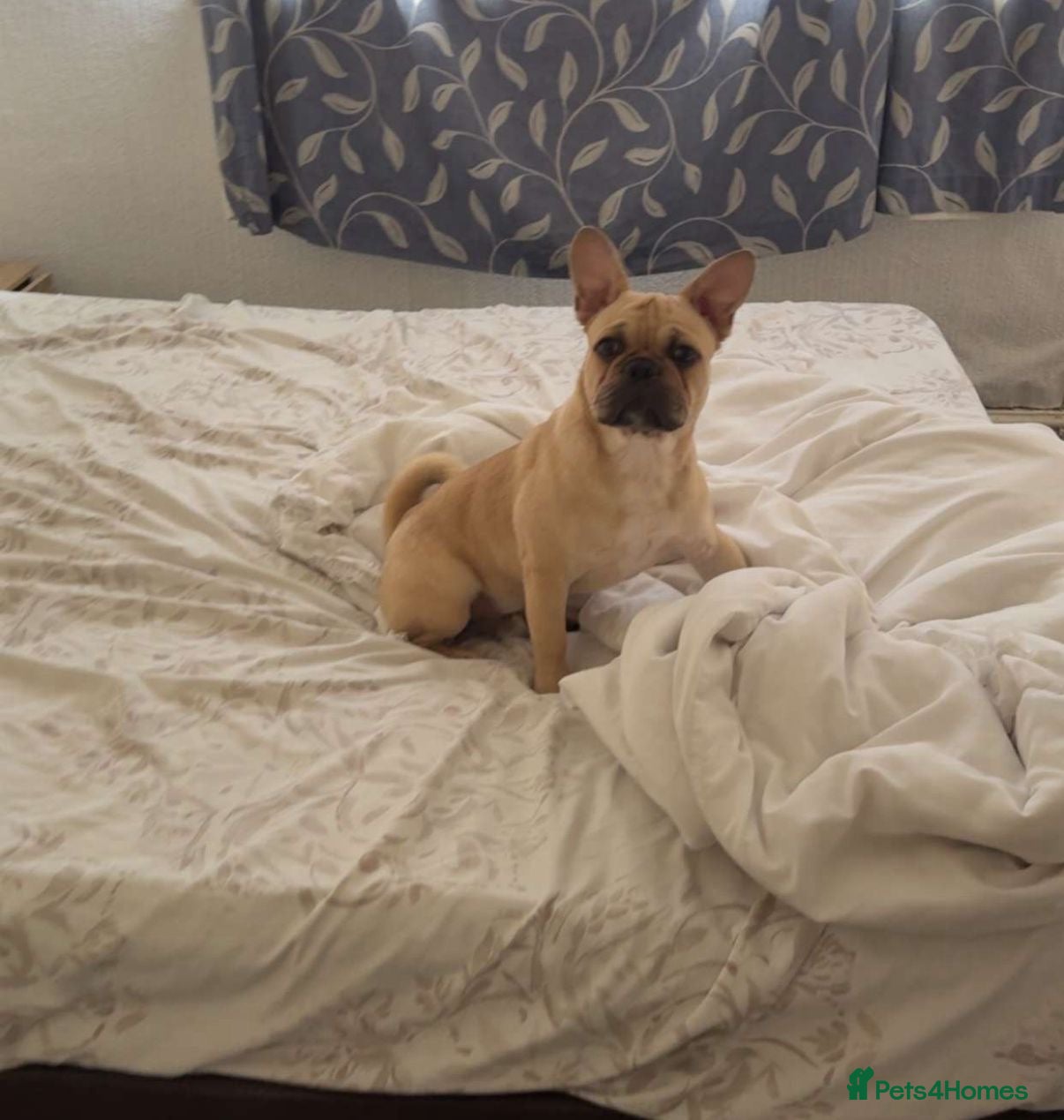Frug dogs French Bulldog X Pug Frug 7 Months  - Advert 8