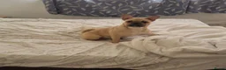 Frug dogs for sale: French Bulldog X Pug Frug 7 Months  - Advert 1