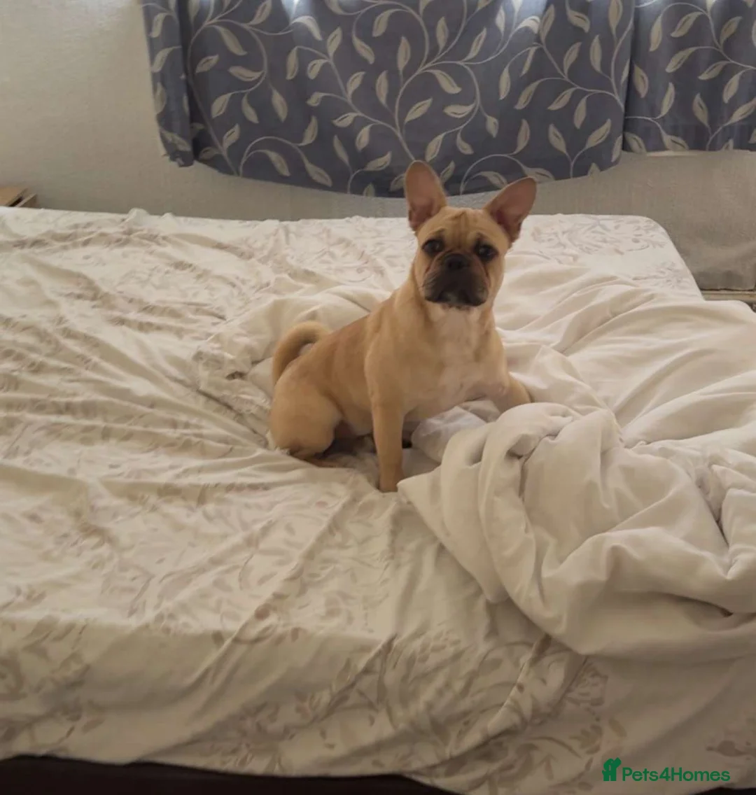 Frug dogs for sale: French Bulldog X Pug Frug 7 Months  - Advert 1
