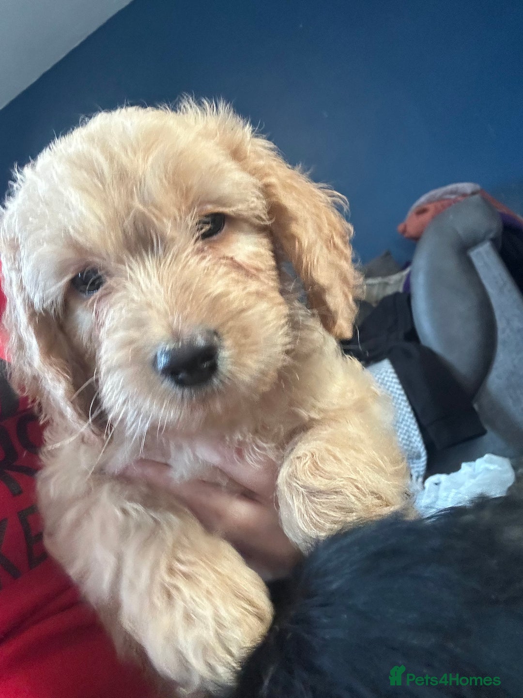 Cockapoo dogs for sale: Two last Cockapoo puppies  - Advert 2