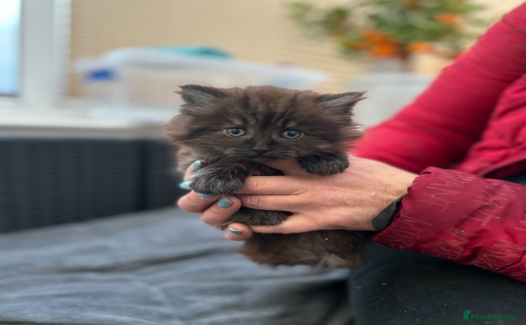 Mixed Breed cats Gorgeous and unique kitties  - Advert 4