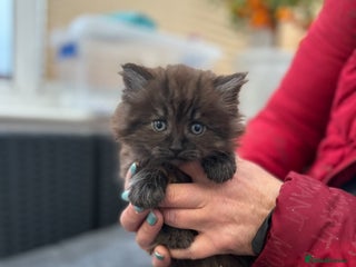 Mixed Breed cats Gorgeous and unique kitties - Advert 3