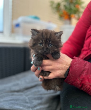 Mixed Breed cats Gorgeous and unique kitties - Advert 4