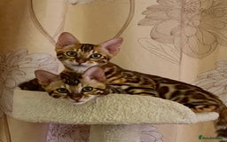 Bengal cats for sale: TICA register.ONLY 2 BOYS 🙀😺LEFT !!! in Northampton - Image 2