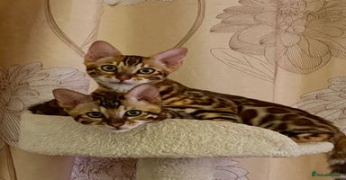 Bengal cats in Northampton - Advert 3