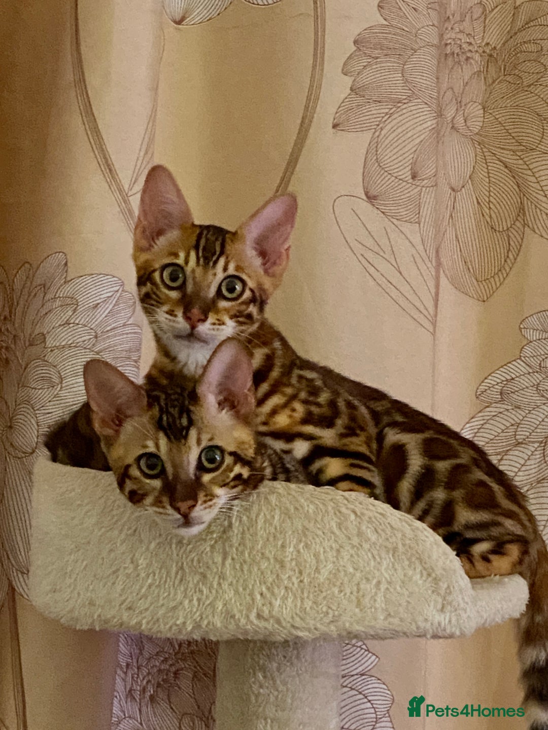 Bengal cats for sale: TICA register.ONLY 2 BOYS 🙀😺LEFT !!! in Northampton - Image 2