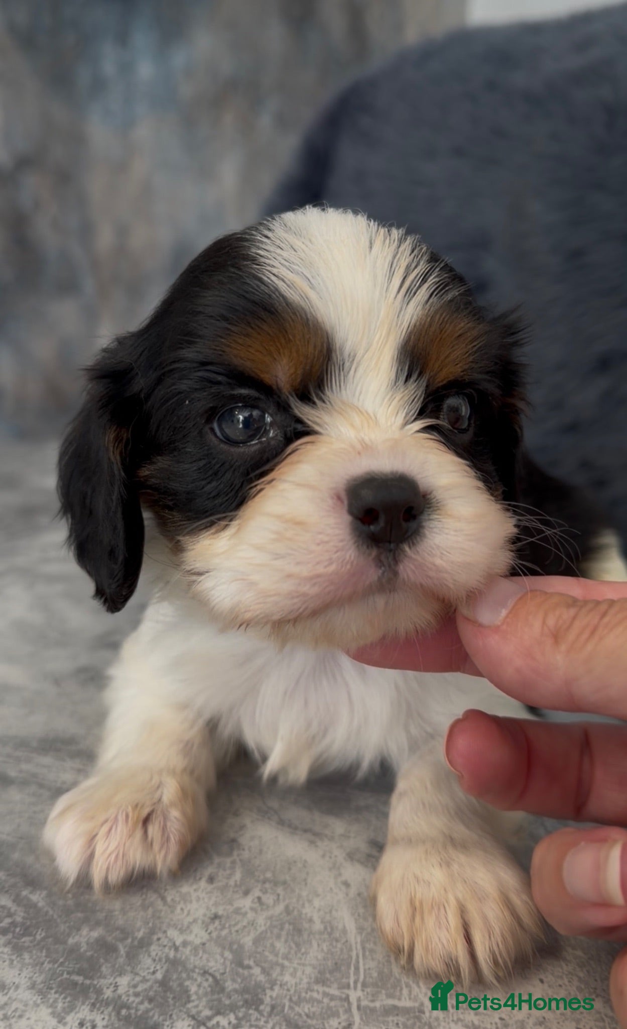 Cavalier King Charles Spaniel dogs Stunning cavalier King Charles spaniel puppies  - Advert 1