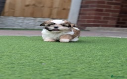 Shih Tzu dogs for sale: Beautiful Puppies From Show Lines  - Image 2