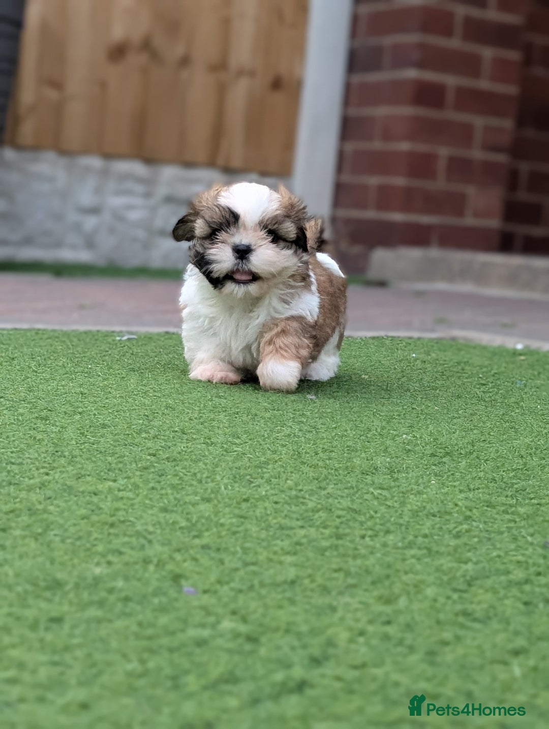 Shih Tzu dogs for sale: Beautiful Puppies From Show Lines  - Image 2