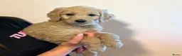 Goldendoodle dogs for sale: An Exceptional Litter Of  Golden doodles Ready Now - Advert 5