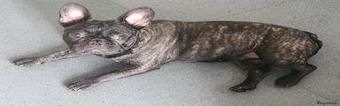 French Bulldog Puppy 1